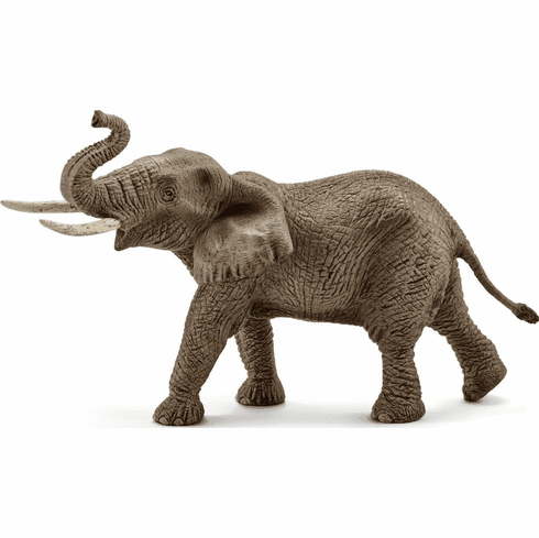 African Elephant Male