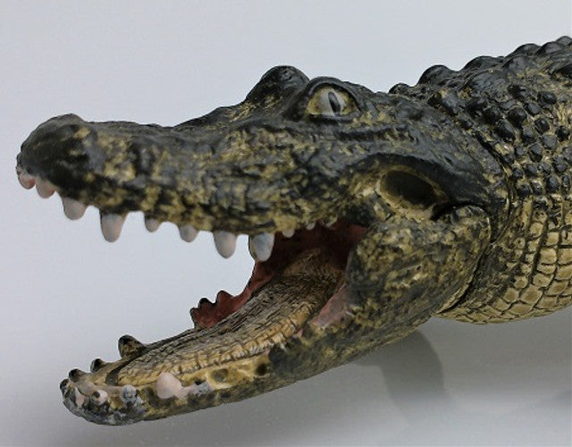 Alligator