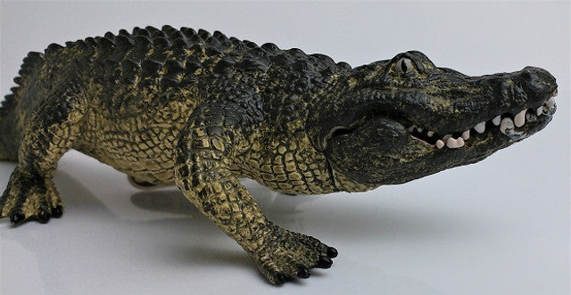Alligator