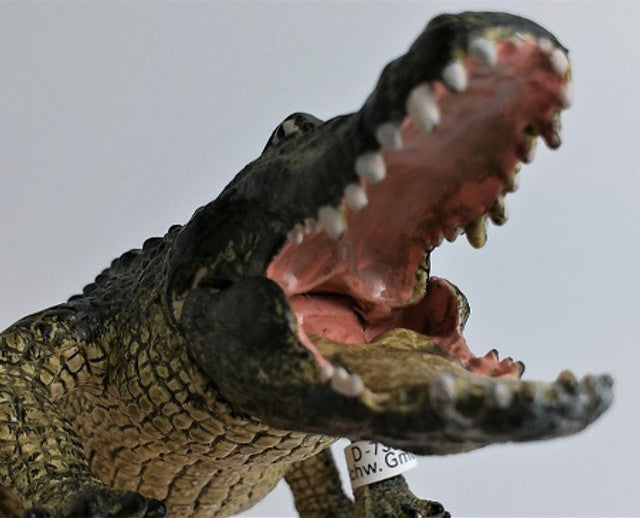 Alligator