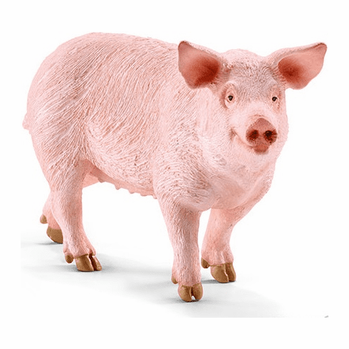 Pig