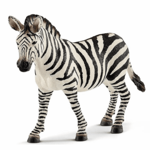 Zebra Female
