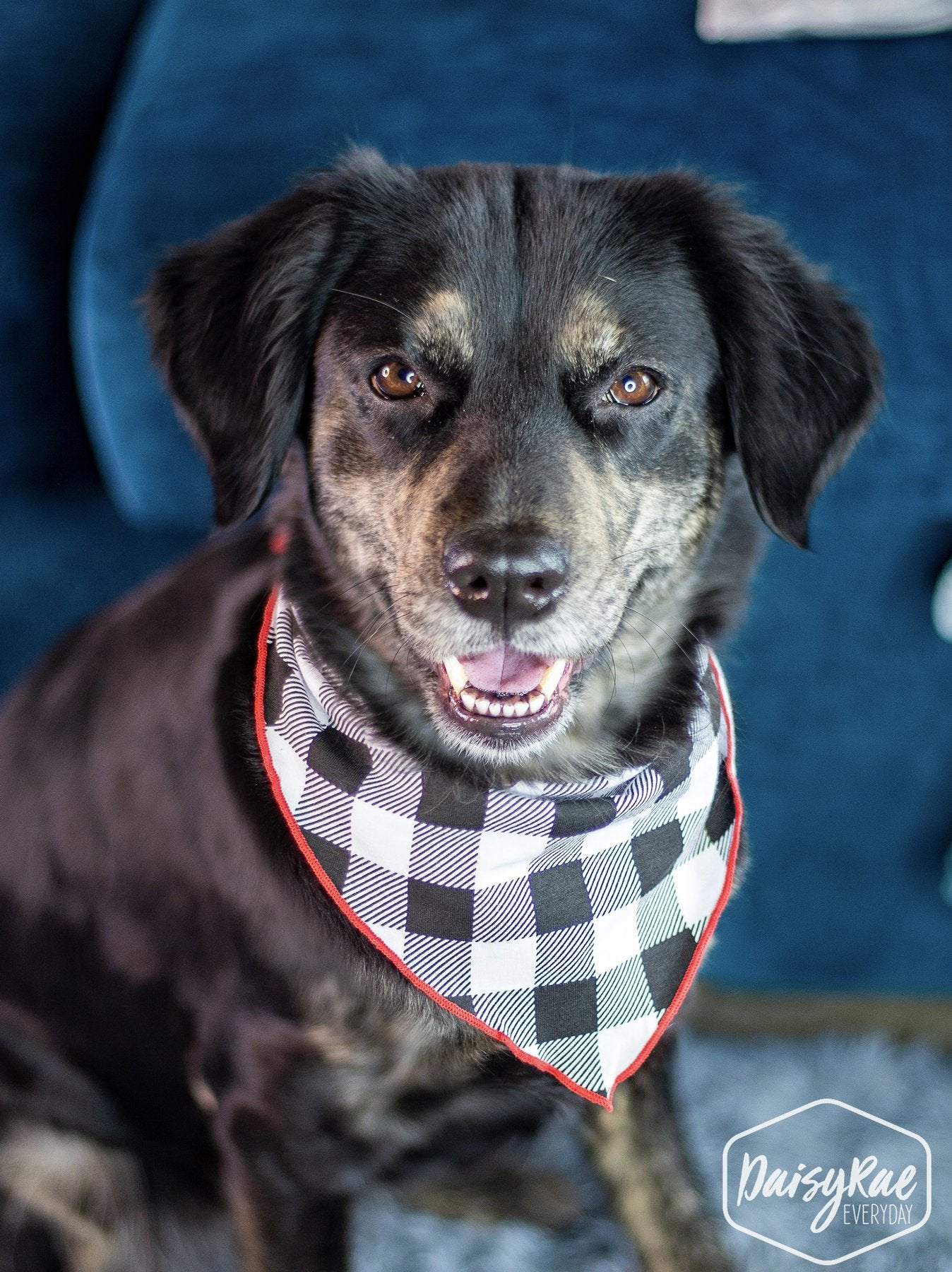 Pet Gingham Bandana