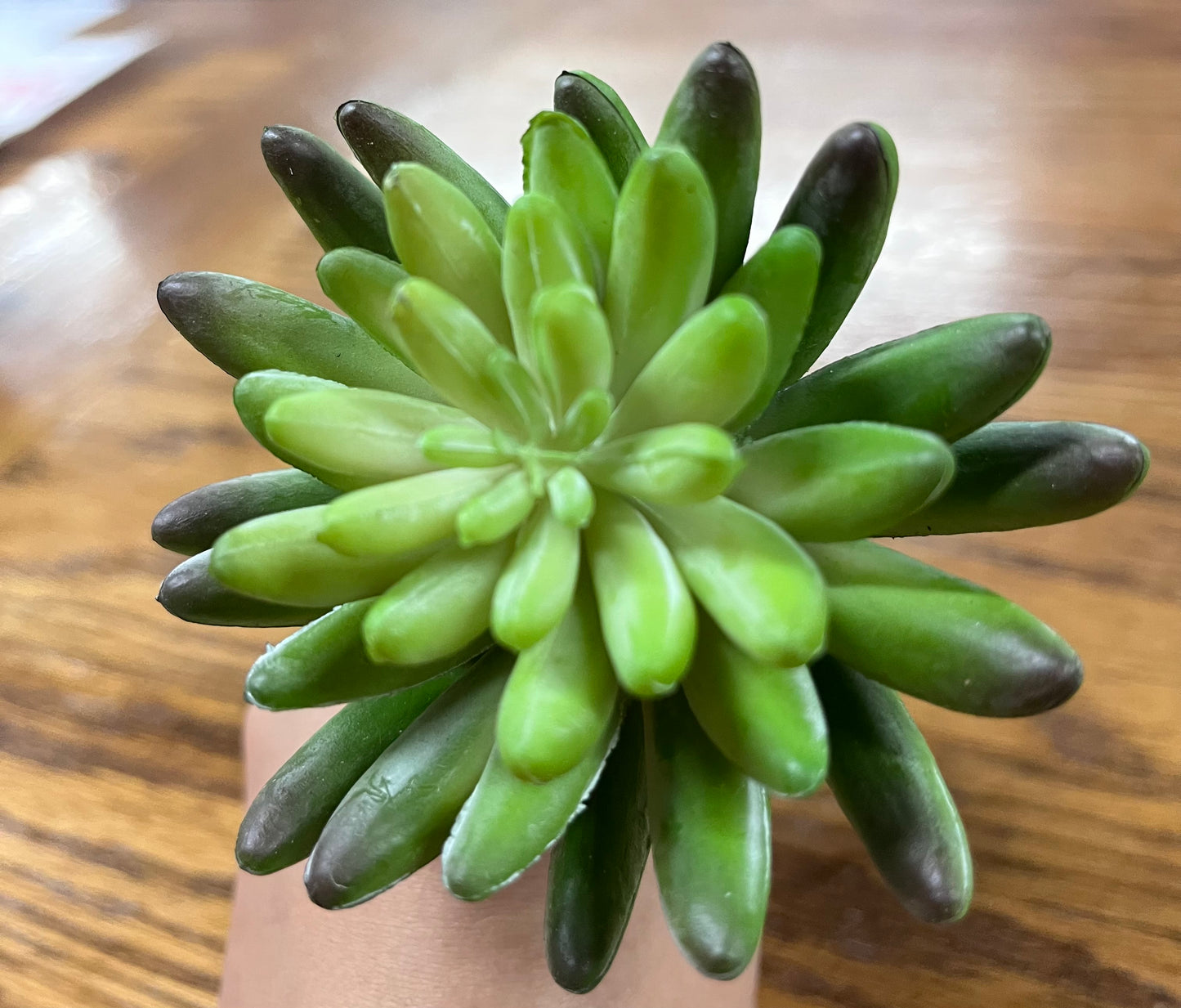 Succulent