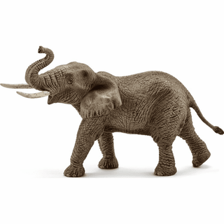 African Elephant Male