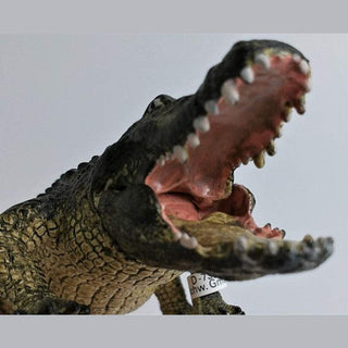 Alligator