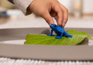 Hand placing a Schleich blue poison dart frog figurine onto a green leaf prop