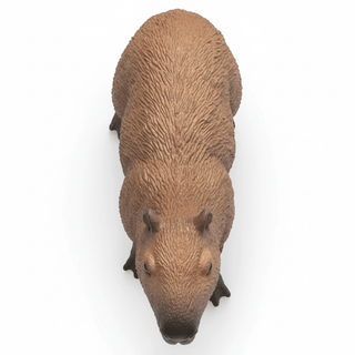 Capybara Top View