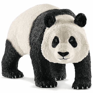 Giant Panda Male