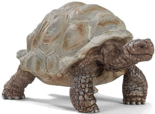 Giant Tortoise