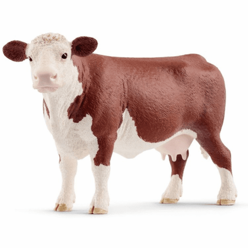 Hereford Cow