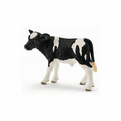 Holstein Calf