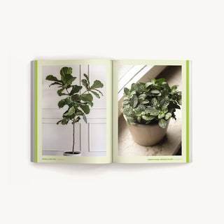 How To Keep Your Plants Alive