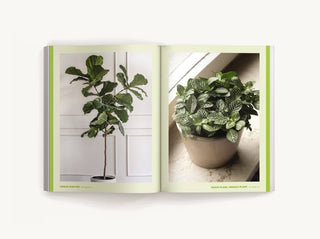 How To Keep Your Plants Alive