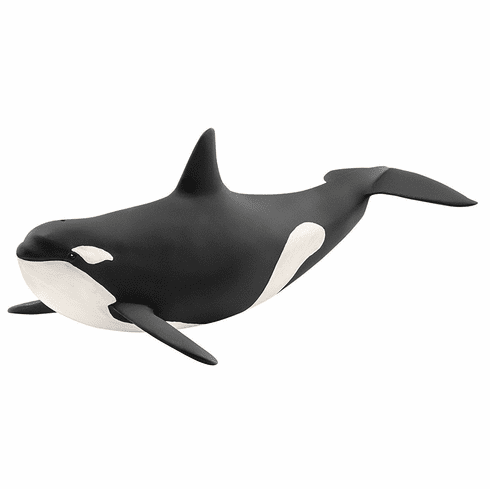 Killer Whale