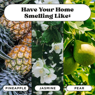 Pineapple jasmine and pear scent notes for Pet-Pourri air freshener shown in triptych panels