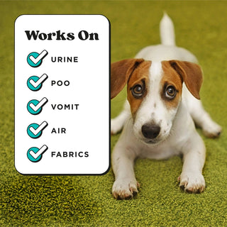 Jack Russell puppy on green carpet next to Works On urine poo vomit air fabrics chart