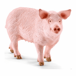 Pig