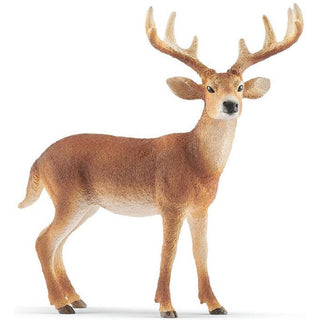 White-tailed buck