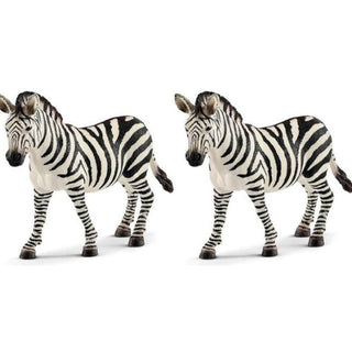 Zebra Female