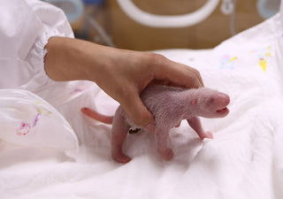 Newborn giant panda cub held gently by a caretaker in white coat on white blanket