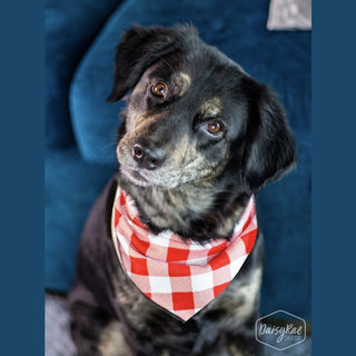 Red and white gingham check dog bandana on speckled black and brown dog, soft cotton lycra fit