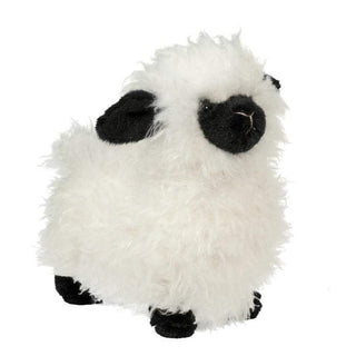 Shiloh Sheep