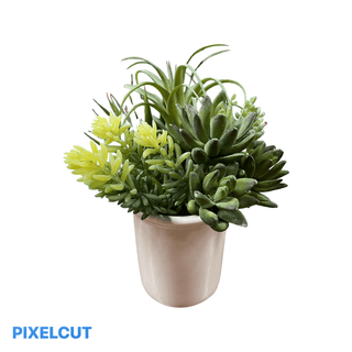 Succulent