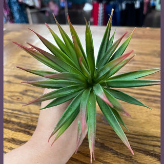 Succulent