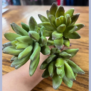 Succulent