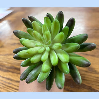 Succulent