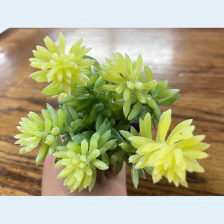 Succulent