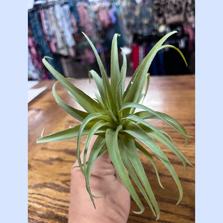Succulent
