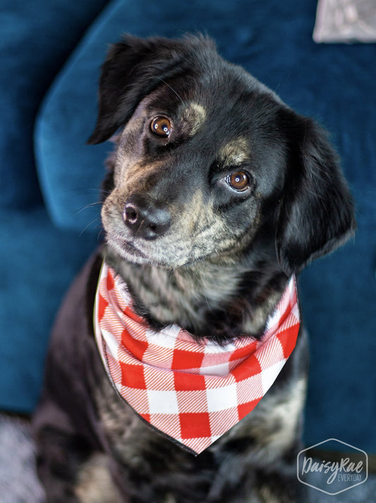 Pet Check Bandana