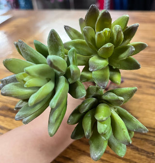 Succulent
