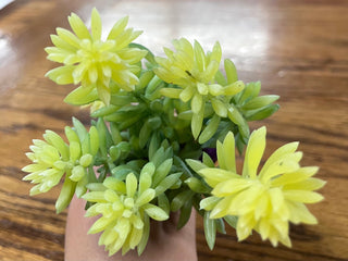 Succulent