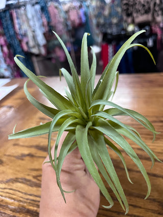 Succulent